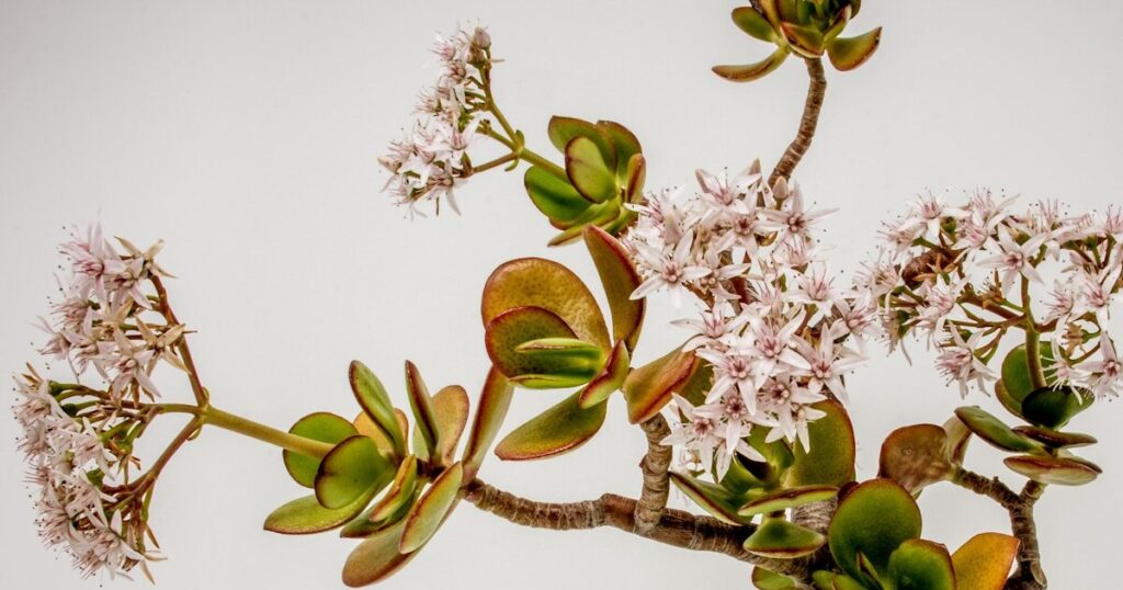 15 Houseplants That Can Live 50+ Years - Featured image
