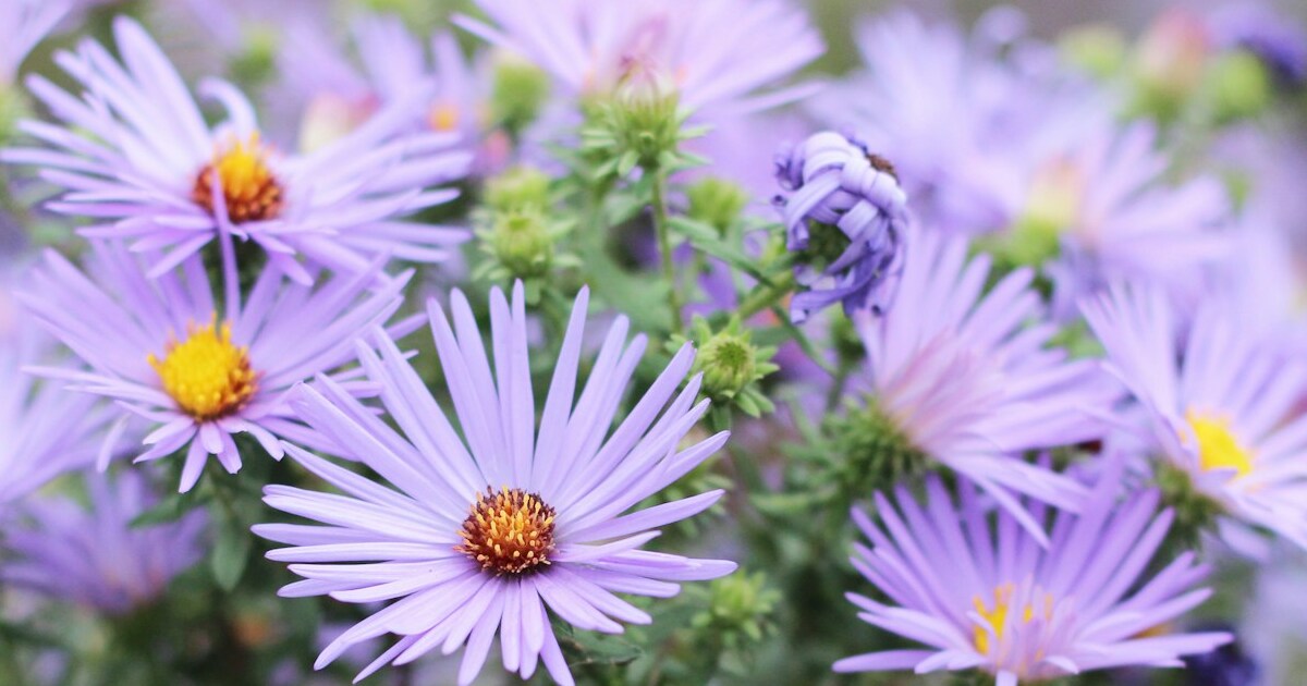 15 Late August Flowers That Create A Romantic Garden Setting