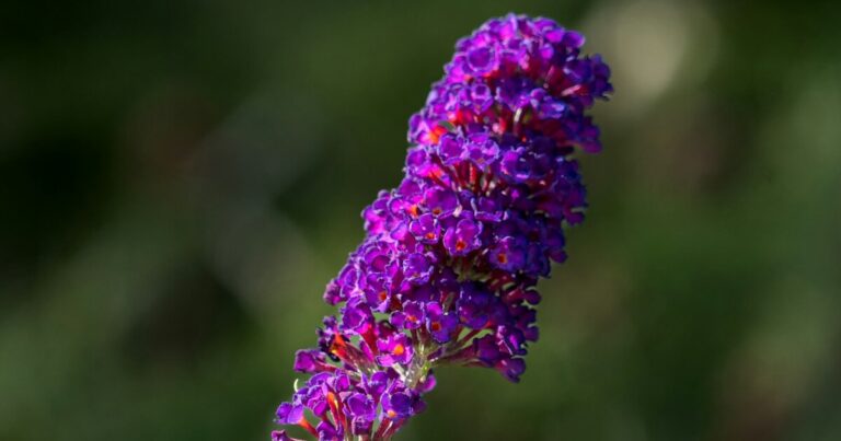 Stop Buying Butterfly Bushes – They’re Killing the Butterflies - Featured image