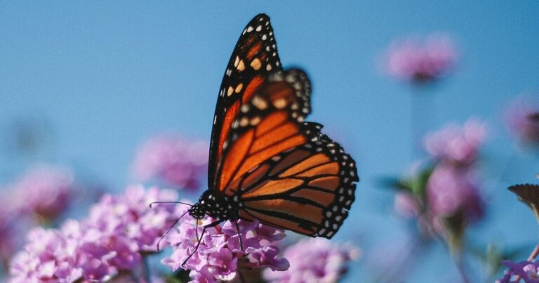 10 Plants That Monarch Butterflies Love - Featured image