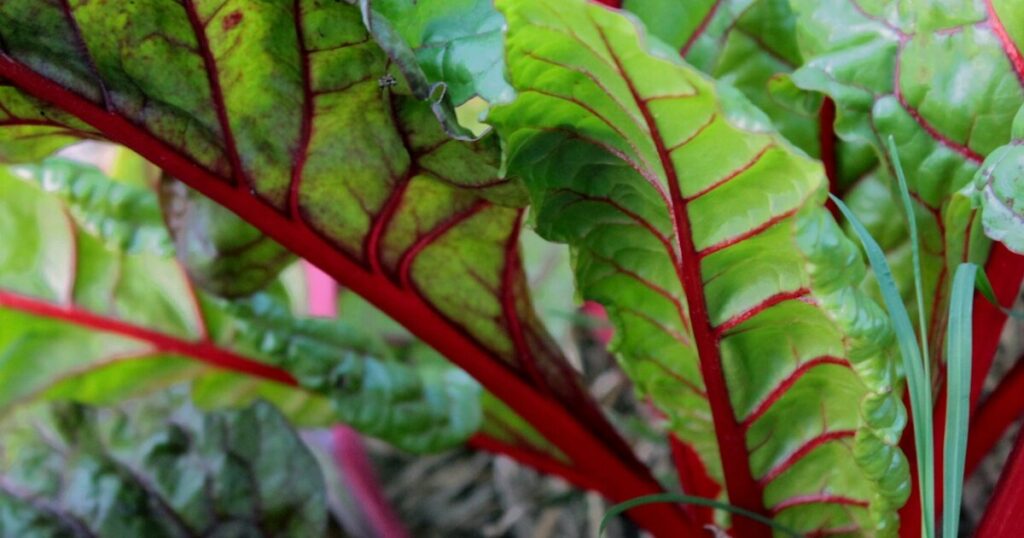 10 of the Best Vegetables to Plant in September for a Fall Harvest - Featured image