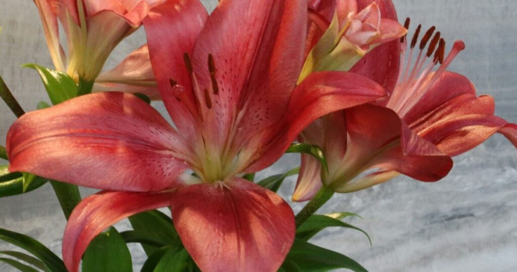10 Gardening Tips For Growing Huge Daylily Blooms - The Garden Magazine
