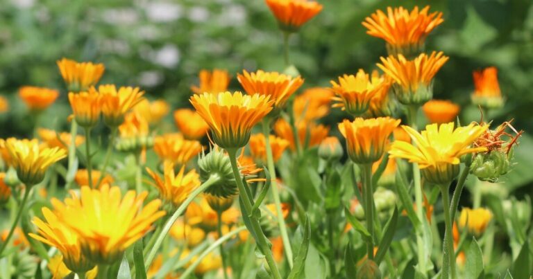 9 Signs Your Calendula Needs To Be Deadheaded - Featured image