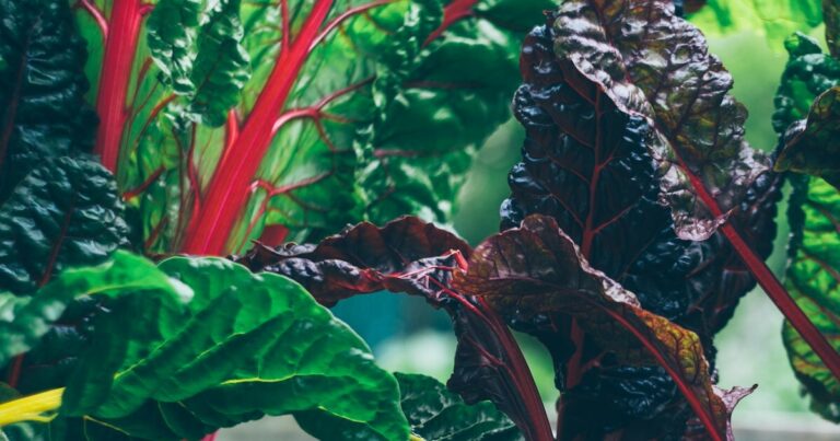 11 Garden Mistakes To Avoid While Growing Chard - Featured image