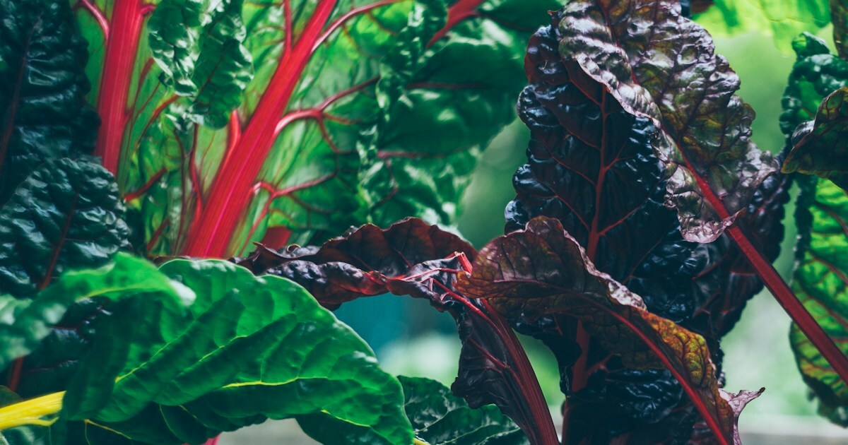 11 Garden Mistakes To Avoid While Growing Chard