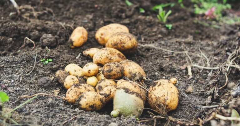 11 Late Summer Gardening Tips For Your Potatoes - Featured image