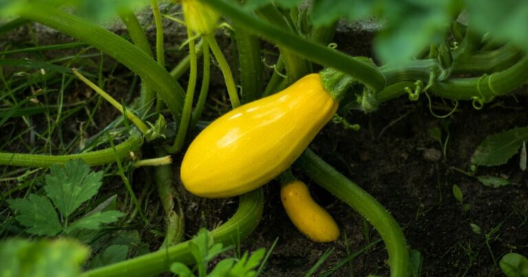 10 Gardening Tricks to Keep Your Vegetable Garden Thriving Through September - Featured image