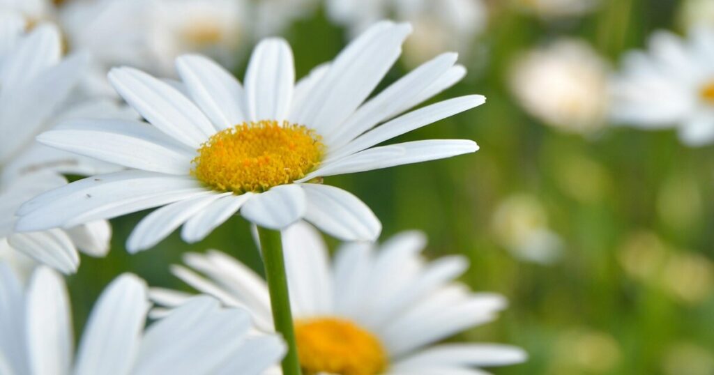 11 Gardening Tips For Growing A Field Of Shasta Daisies - Featured image