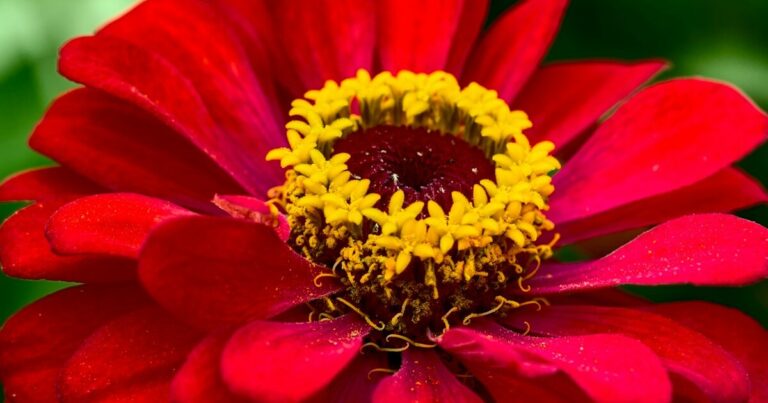 15 Stunning Red Flowering Plants You Should Have By Your Front Door - Featured image