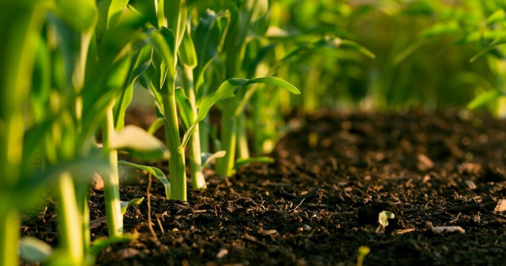11 Signs That Mean Your Garden Needs More Fertilizer - Featured image