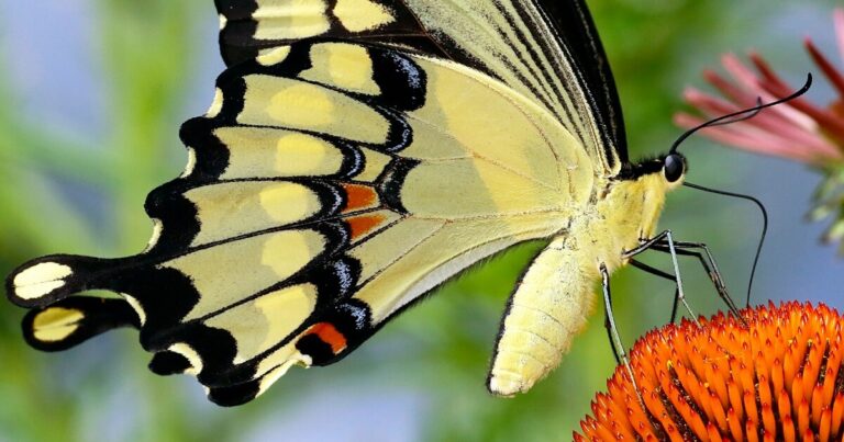 15 Beautiful Flowers That Attract Swallowtail Butterflies - Featured image