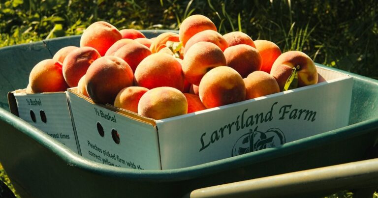 10 Signs Your Peaches Are Ready To Be Harvested - Featured image