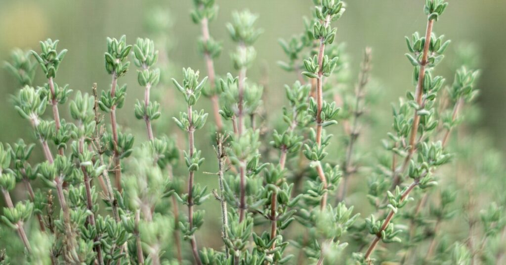 10 Reasons You Should Be Growing Thyme By Your Front Door - Featured image