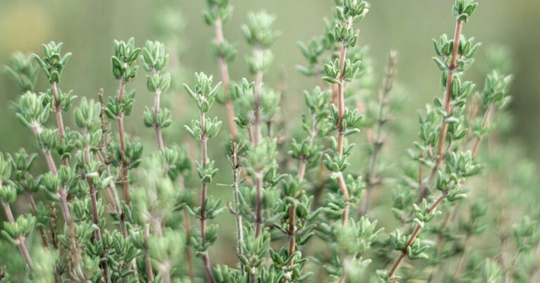 10 Reasons You Should Be Growing Thyme By Your Front Door - Featured image