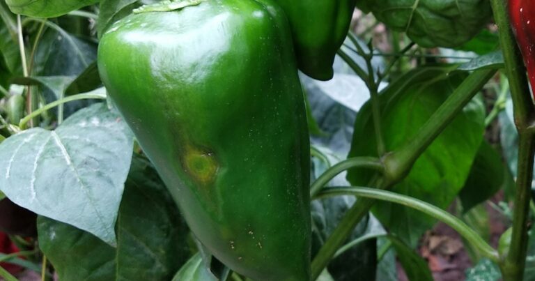 11 Gardening Mistakes To Avoid While Growing Serrano Peppers - Featured image