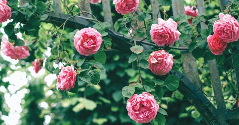 10 Reasons Why You Should Grow Roses By Your Front Door - Featured image