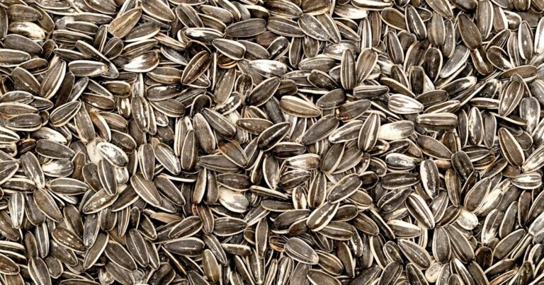 14 Late August Plants You Should Save Seeds From For Next Year - Featured image