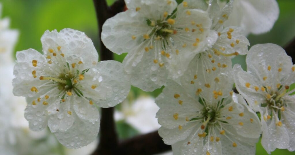 10 Gardening Tips For Growing Fence-Consuming Silver Lace - Featured image