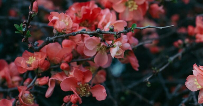 11 Gardening Tips For Growing Beautiful Blooming Quince Bushes - Featured image