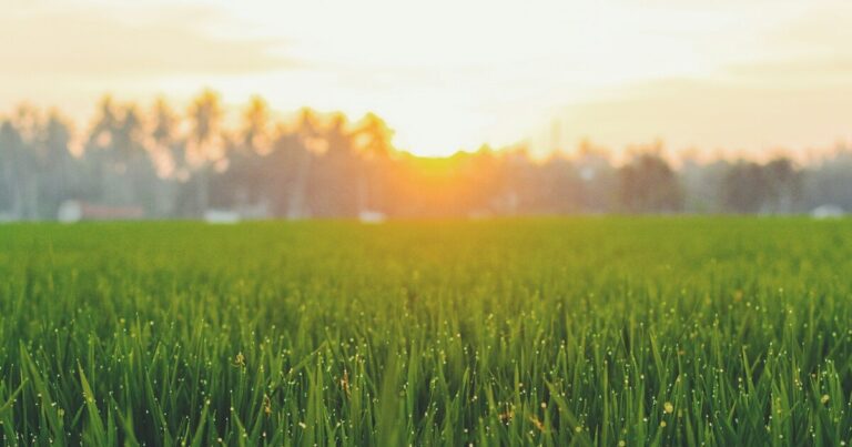 Should You Still Mow in September? Experts Say Yes (But Here’s the How) - Featured image