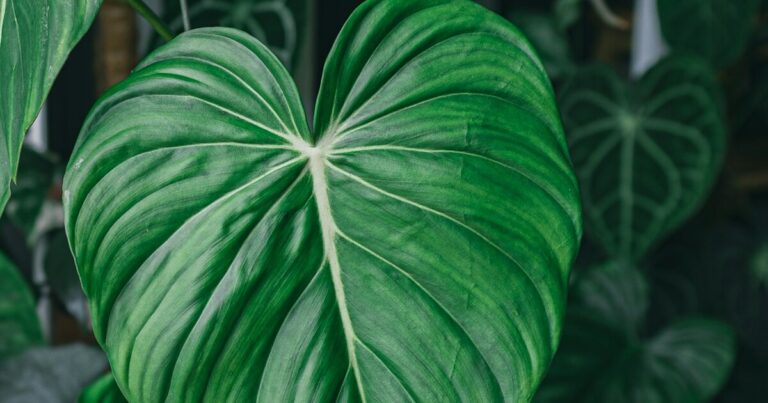 9 Reasons Why You Should Clean Dust Off Of Your Houseplant Leaves - Featured image