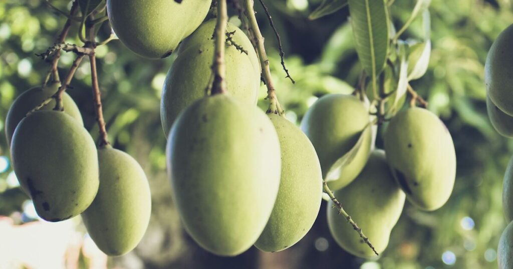 10 Things You Should Know Before Growing Your Own Mangoes - Featured image