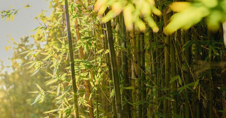 5 Plants Garden Centers Love Selling That Will Destroy Your Yard - Featured image