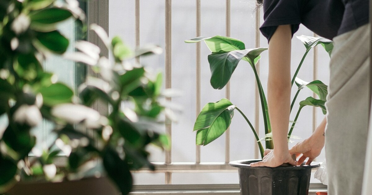 When Is It Time To Bring Your Outdoor Plants Inside?