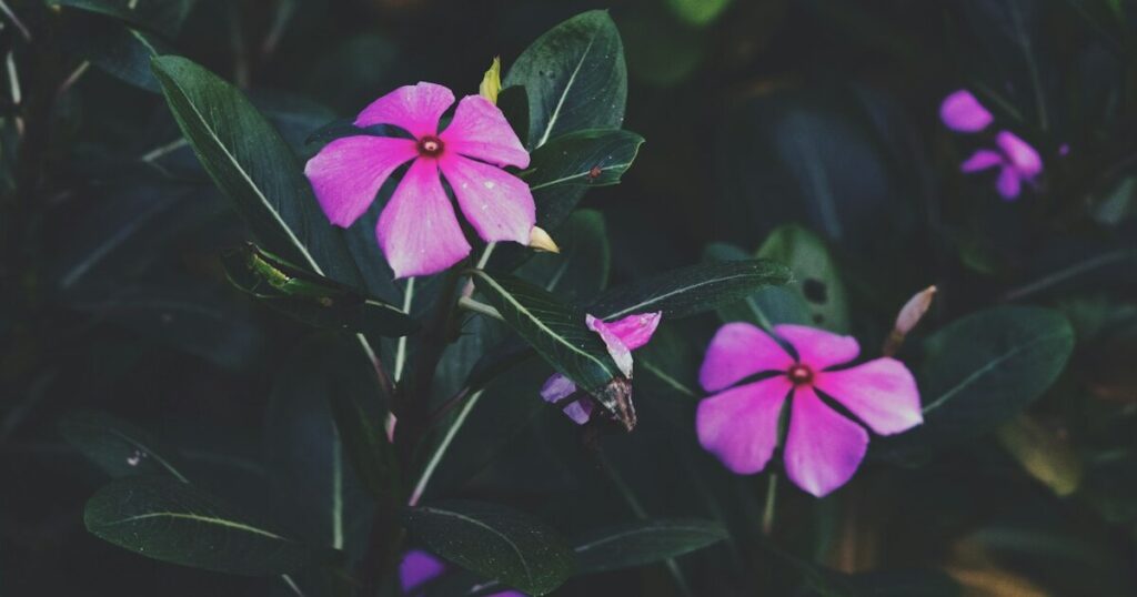 Plant These 12 Groundcovers That Thrive Around Tree Trunks - Featured image