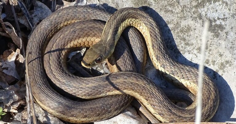 10 Gardening Tips For Keeping Snakes Out Of Your Garden - Featured image