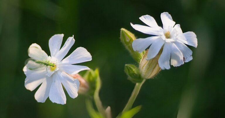 12 “Ugly” Plants That 100% Belong In Your Garden - Featured image
