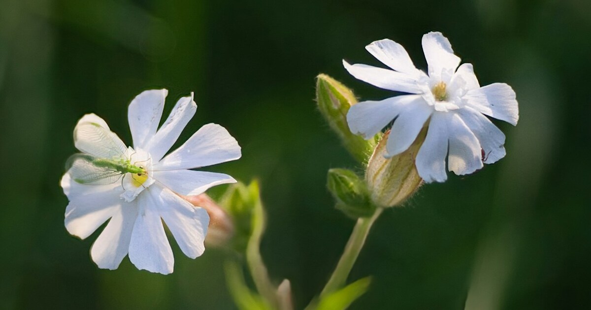 12 “Ugly” Plants That 100% Belong In Your Garden