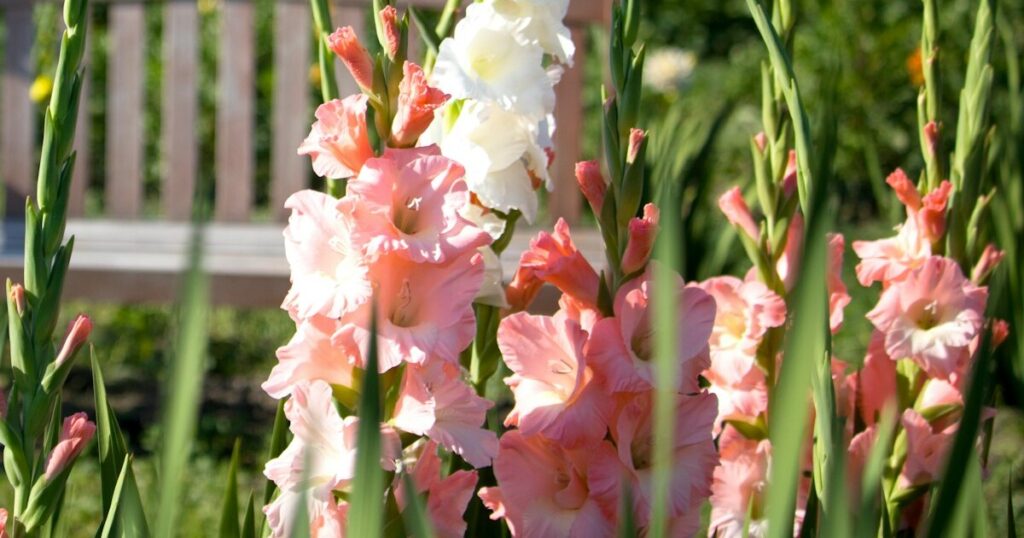 12 Must Know Gardening Tips For Growing And Caring For Gladiolus Flowers - Featured image