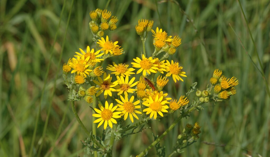 Ragwort 