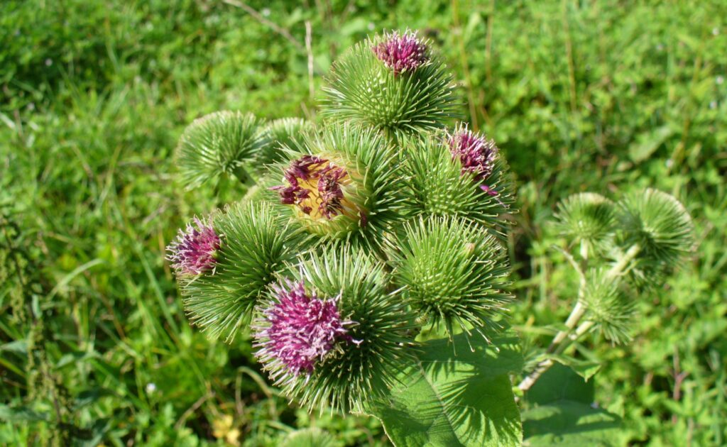 Burdock