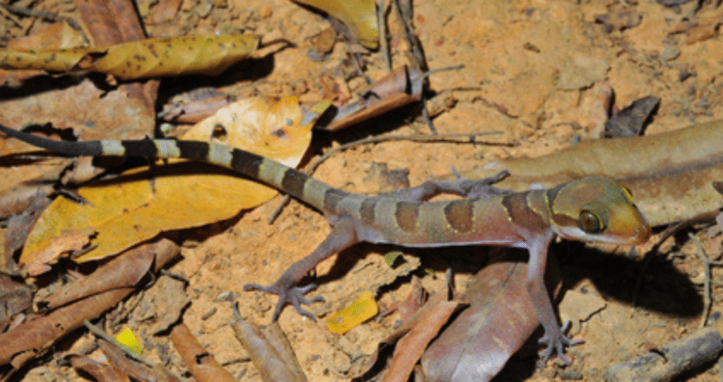 Meet the Sakaerat Bent-Toed Gecko: Thailand’s Newest Species - Featured image