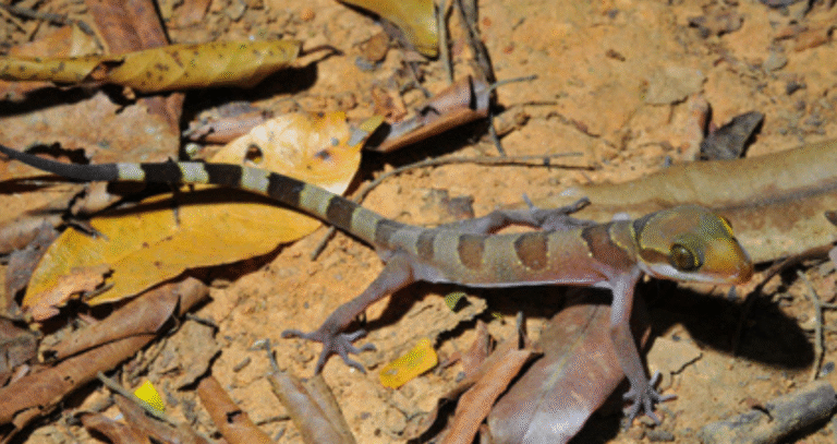 Meet the Sakaerat Bent-Toed Gecko: Thailand’s Newest Species - Featured image