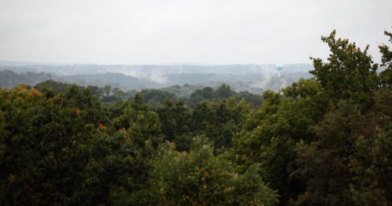 Trump Plans To Log Ohio’s Only National Forest - Featured image