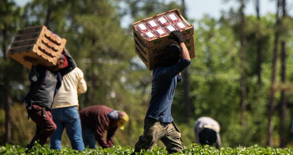 California ICE Raids Disrupt Agriculture, Hike Grocery Prices - Featured image