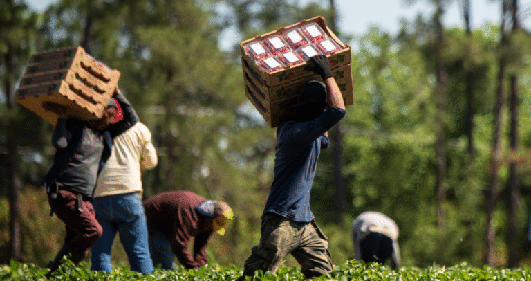 California ICE Raids Disrupt Agriculture, Hike Grocery Prices - Featured image