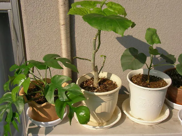 The Rubber Band Trick That Makes Harvesting Leafy Greens Twice as Fast - Featured image