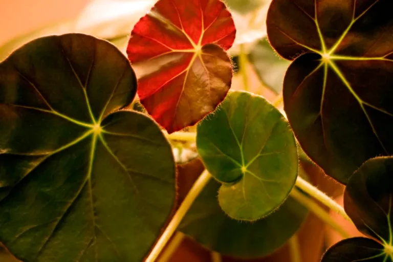 4 Easy-To-Keep-Alive Houseplants To Spruce Up Your Space - Featured image