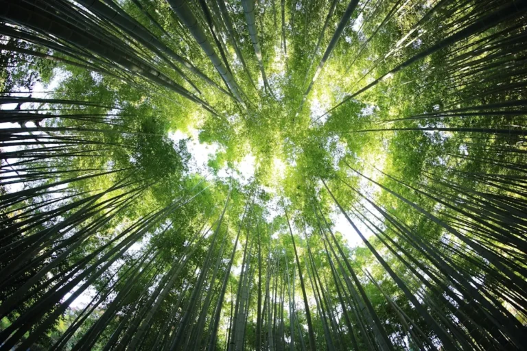 Why "Forest Bathing" Is the Mental Health Reset You Didn't Know You Needed - Featured image