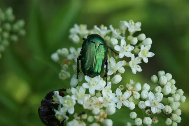 The Invasive Insect Threatening Ash Trees Across the Midwest – And How to Spot It - Featured image