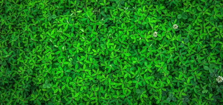 6 Low-Maintenance Groundcovers That Can Easily Replace a Traditional Lawn - Featured image