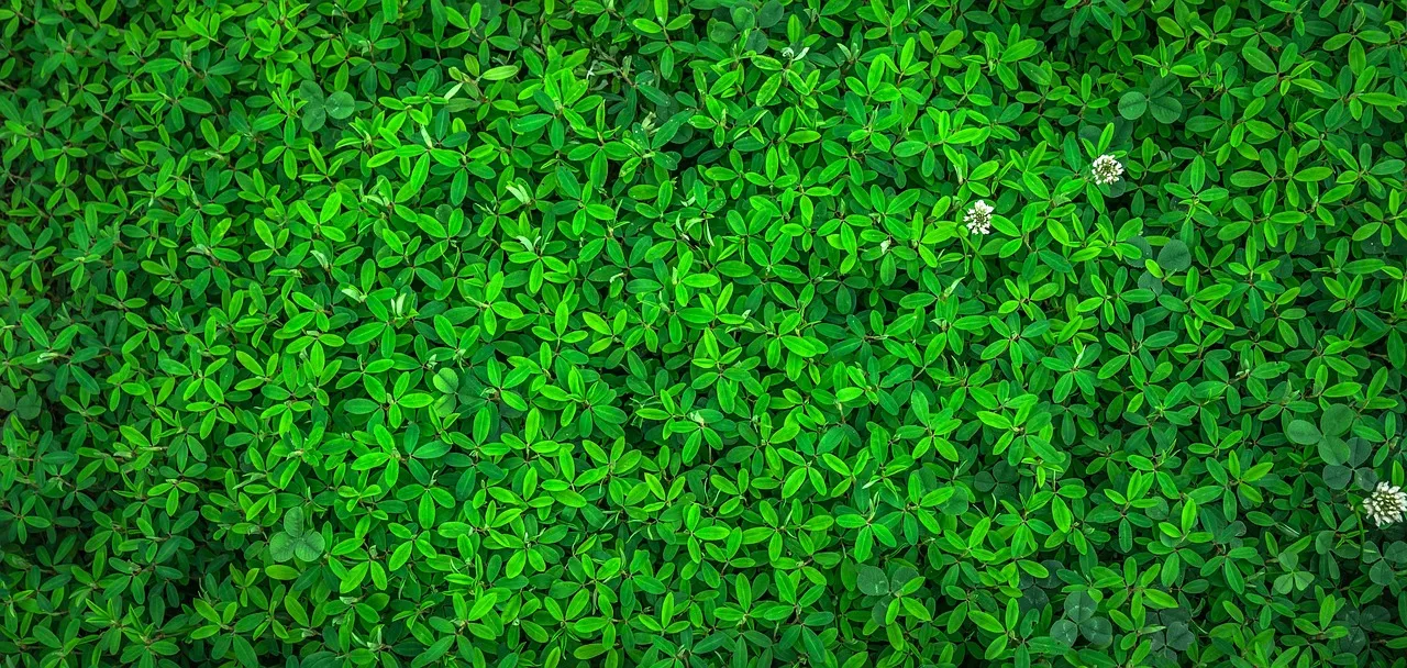 6 Low-Maintenance Groundcovers That Can Easily Replace a Traditional Lawn