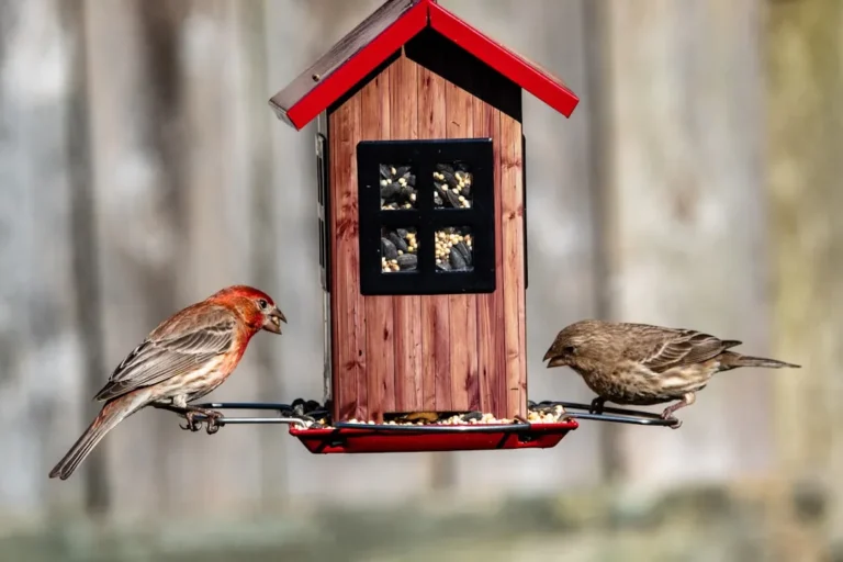 The 4 Best Feeder Styles for Attracting Elusive Bright Yellow Goldfinches - Featured image