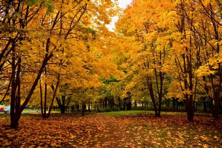 Landscape Trees That Deliver Yellow Fall Color - Featured image
