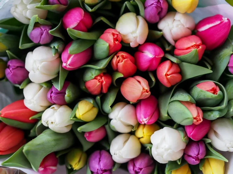 Bulbs Bring Pastel May Blooms to Minnesota - Featured image