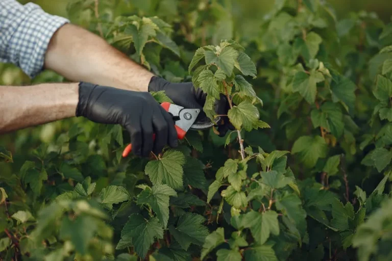 The Essential Mid-Summer Pruning Ritual Most Gardeners Skip - Featured image